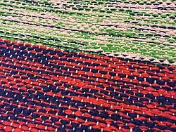 Trasmatta - Florens (multi)