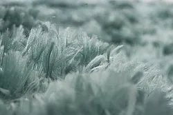 Hladké koberce - Janjira (modro-zelený)