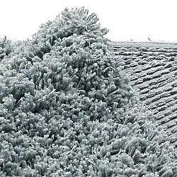 Rund matta - Combarro Solid Cotton Shaggy (ljusblå)