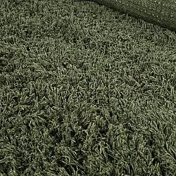 Koberce s dlhým vlasom - Fassale Hand Woven Wool Shaggy (machovo zelený)