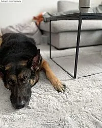 Hladké koberce - Cloud Super Soft (šedá)