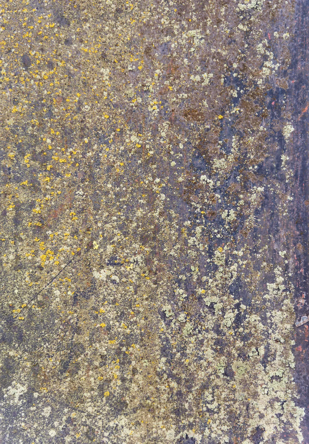 Koberec Wilton - Rey (modrý/multi)